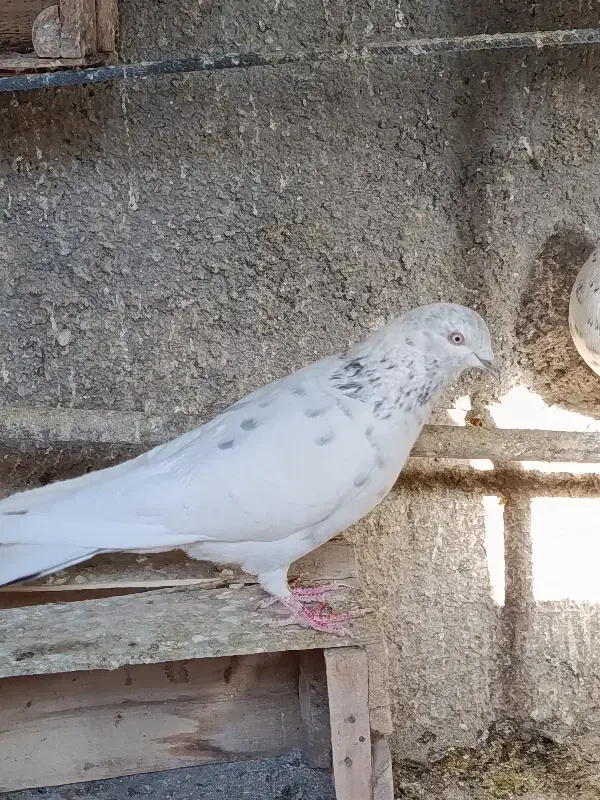 کبوتر|پرنده|نسیمشهر, |دیوار