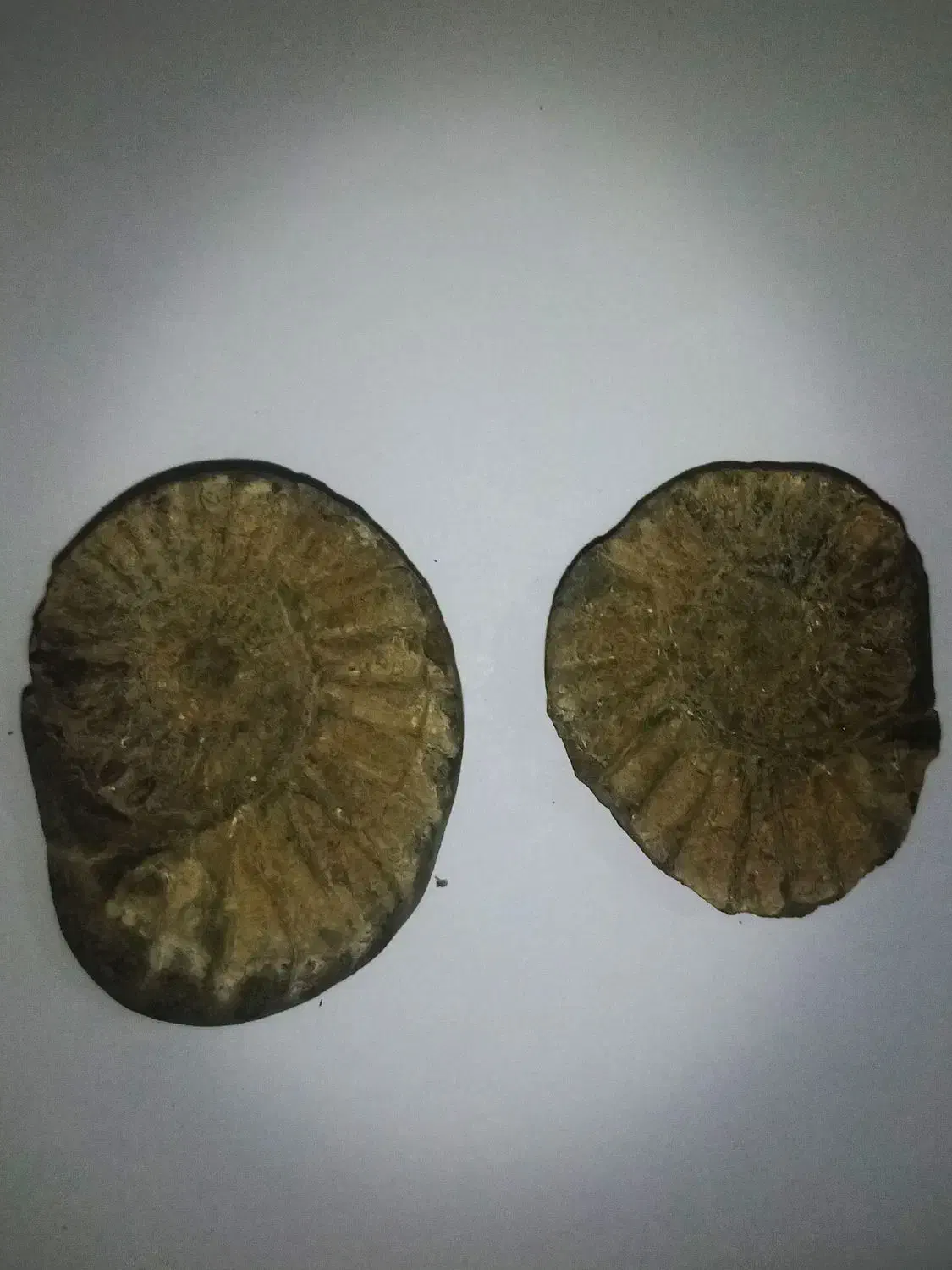 یک عدد فسیل با قدمت خیلی بالا|کلکسیون اشیاء عتیقه|قوچان, |دیوار