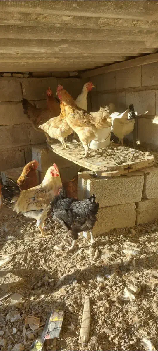 مرغ و خروس محلی ارگانیک|حیوانات مزرعه|صوفیان, |دیوار