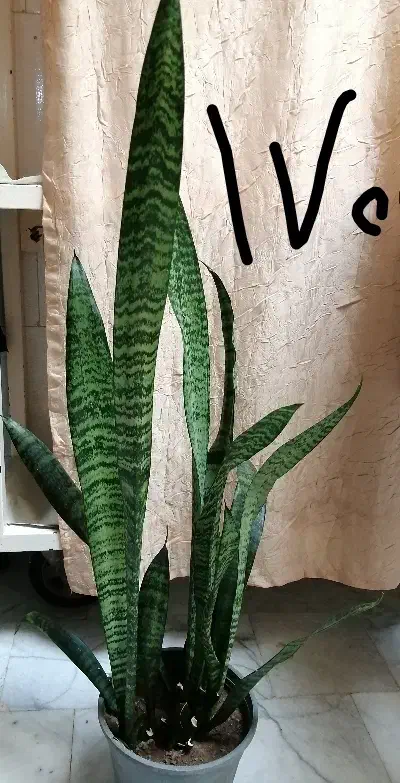 گل و گیاه|گل و گیاه طبیعی|سبزوار, جنت|دیوار