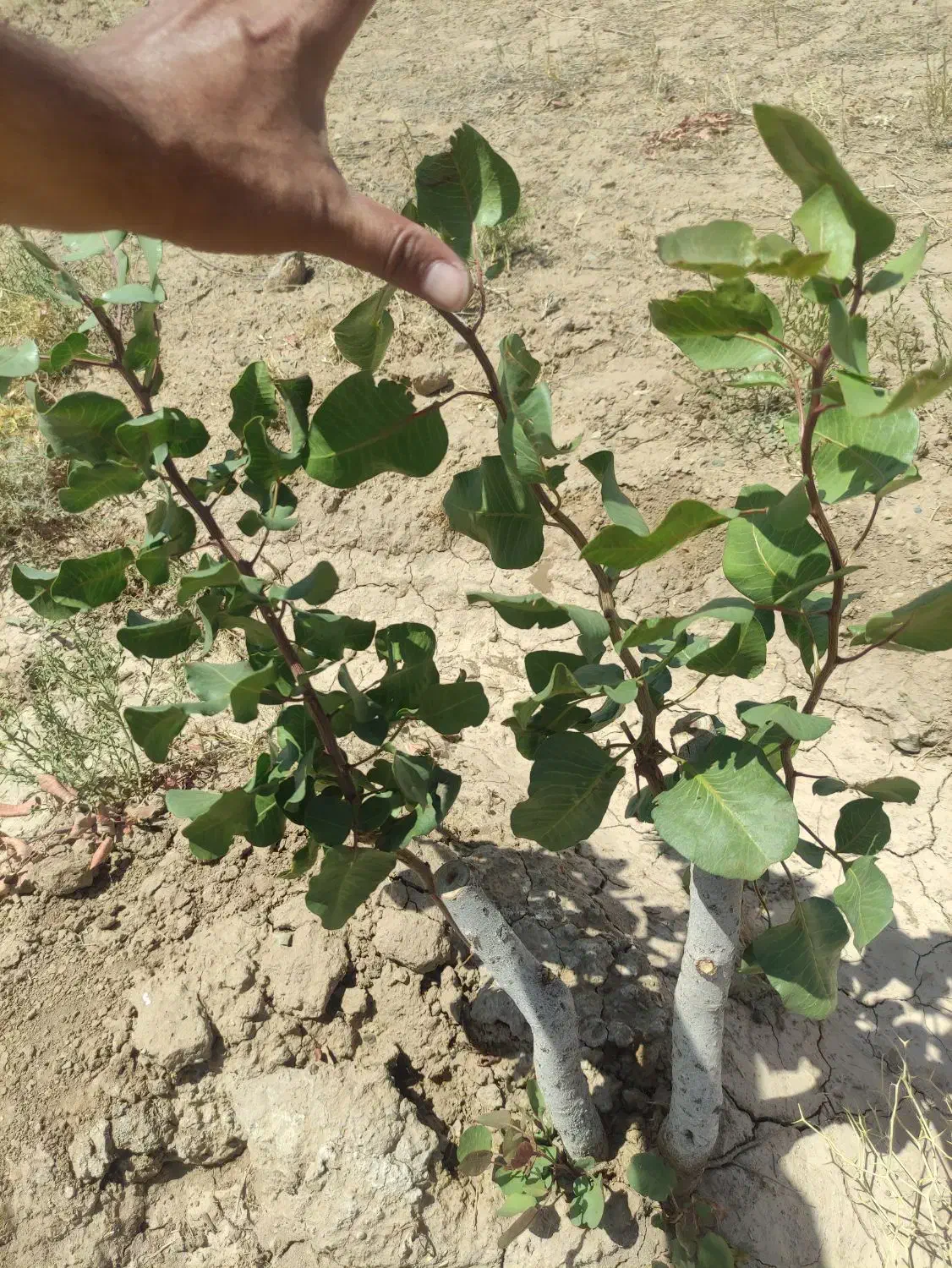 هرس درختان پسته. انگور. و میوه|خدمات باغبانی و درختکاری|تربت‌حیدریه, چهارراه خواف|دیوار