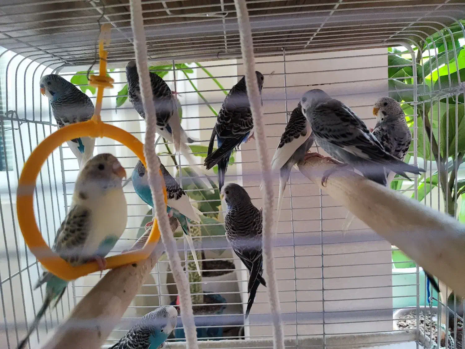 مرغ عشق|پرنده|تهران, زعفرانیه|دیوار