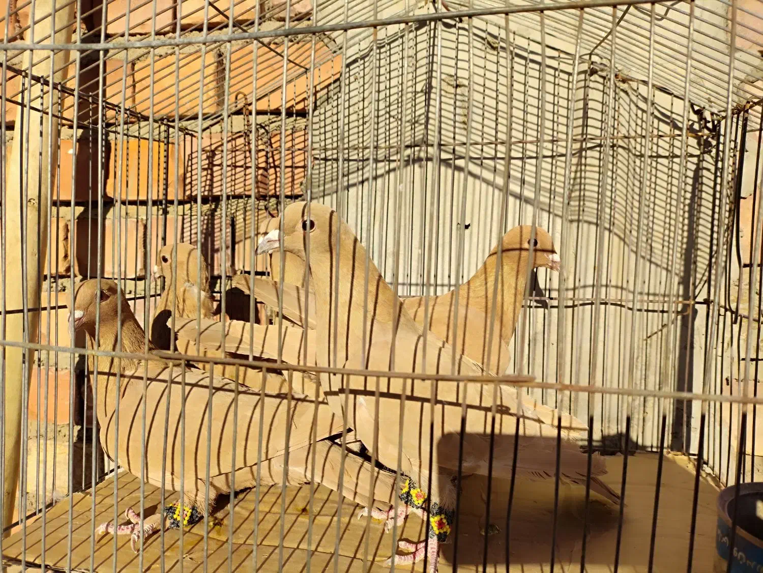 زرد کرمونی|پرنده|زرند, |دیوار