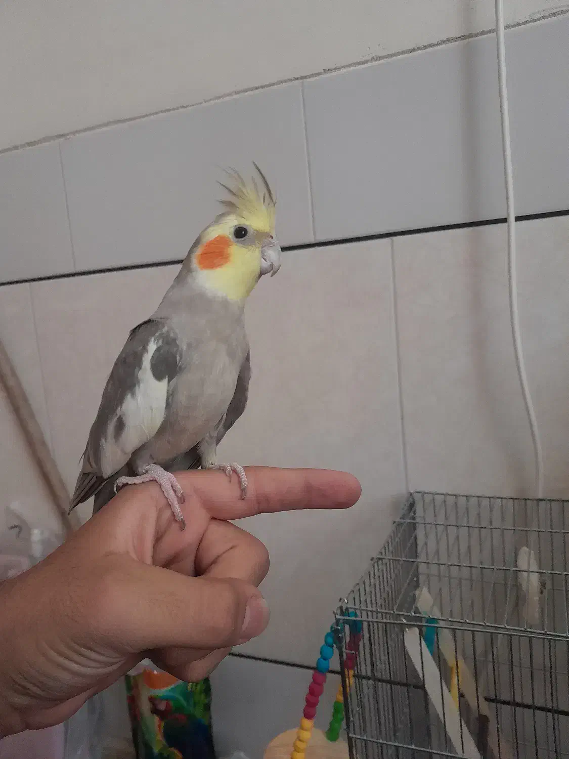 عروس.هلندی آهویی|پرنده|اردستان, |دیوار