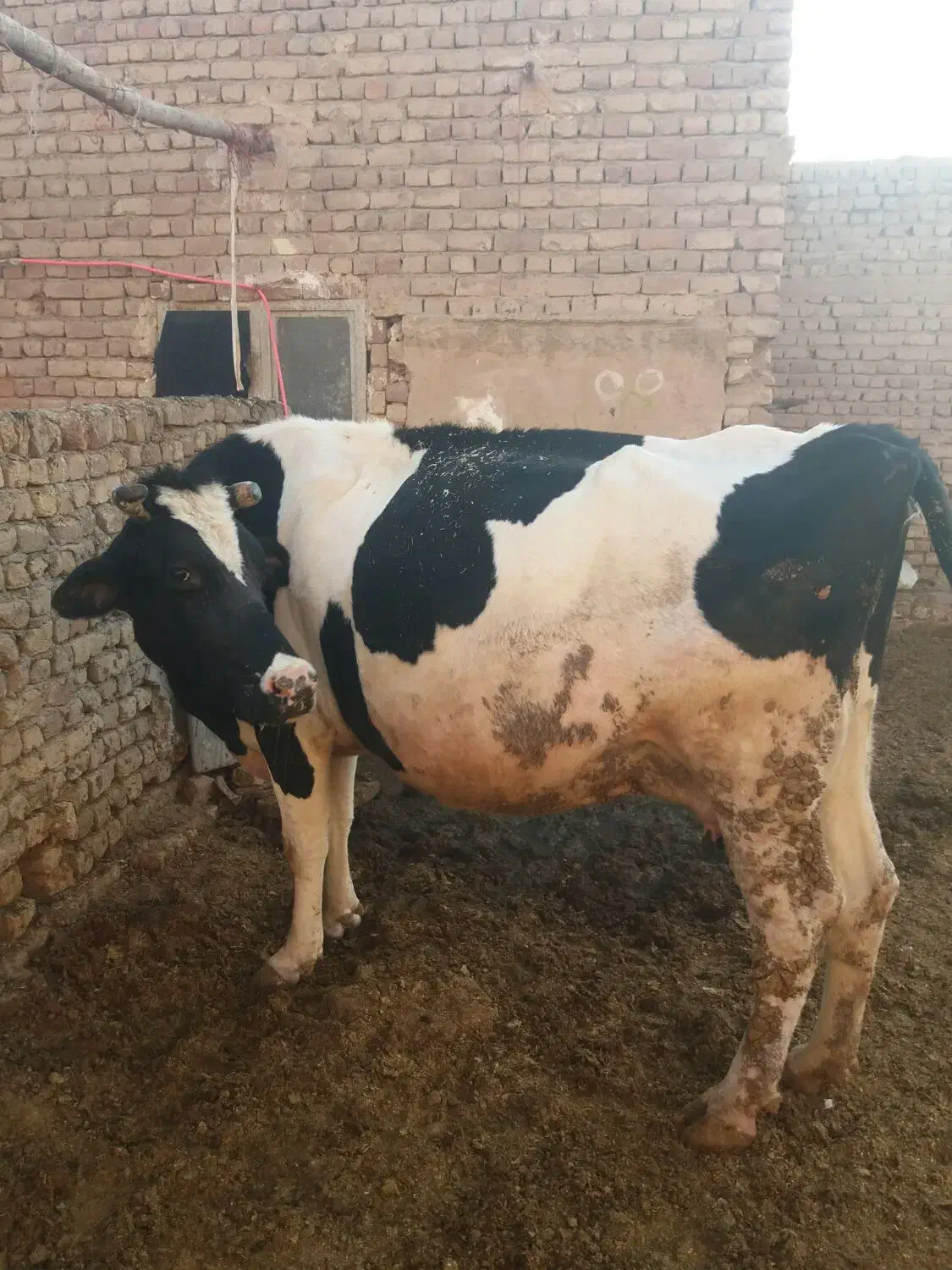 گاوه شیری|حیوانات مزرعه|قم, بلوار امین و ساحلی|دیوار