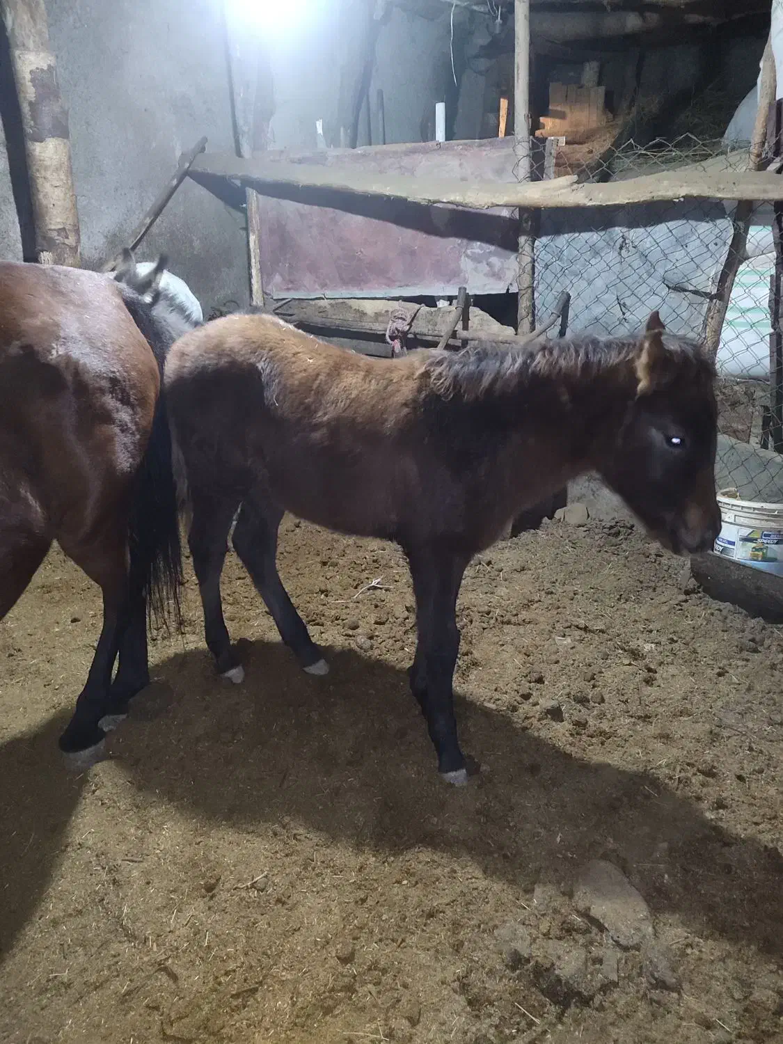 مادیان|اسب و تجهیزات اسب‌سواری|کرج, بنیاد|دیوار