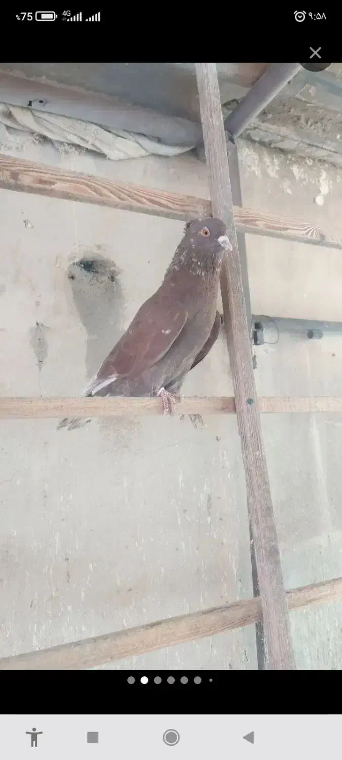 ۱ عدد کبوتر حومه ی مهراباد رودهن گم کردم نر قرمزی|پرنده|رودهن, |دیوار