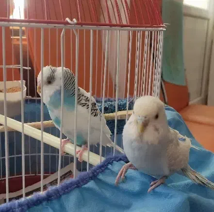 مرغ عشق اسپانگل مولد به شرط|پرنده|سقز, |دیوار