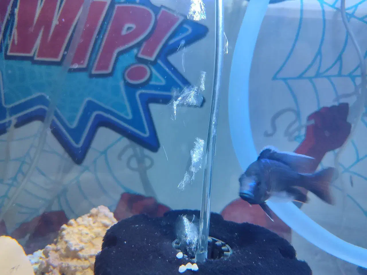 ماهی سیچیلاید مالاوی|ماهی|ساوه, |دیوار