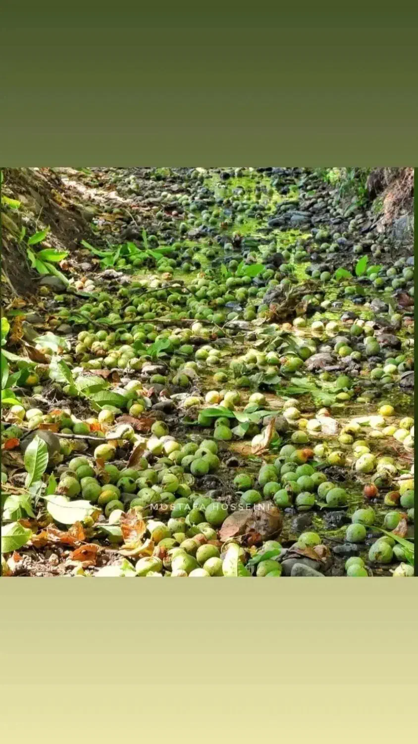 گردو با کیفیت تویسرکان پوست کاغذی|خوردنی و آشامیدنی|محمدشهر, کوی بهار|دیوار