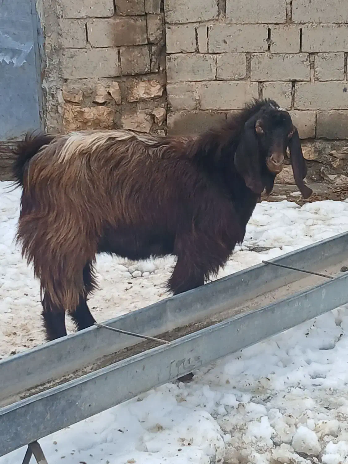 بز نر یک ساله|حیوانات مزرعه|شاهین دژ, |دیوار
