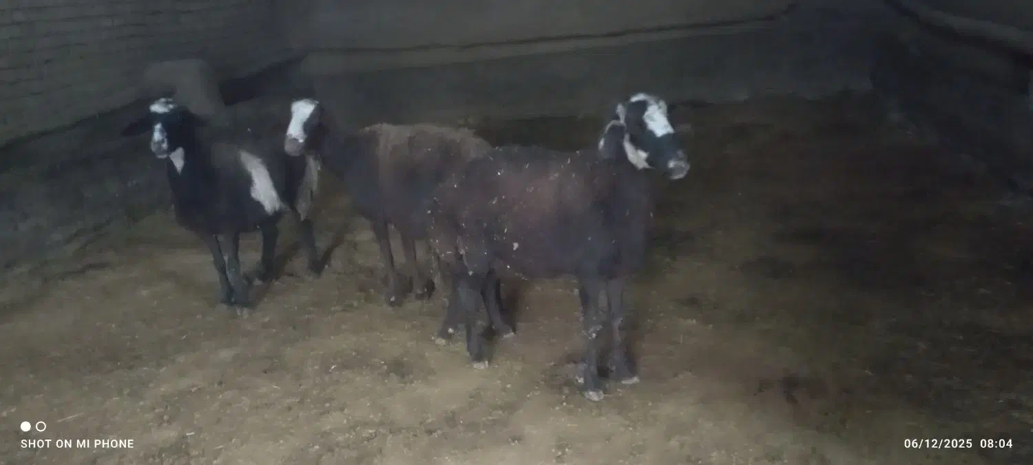 میش افشاری|حیوانات مزرعه|خنداب, |دیوار