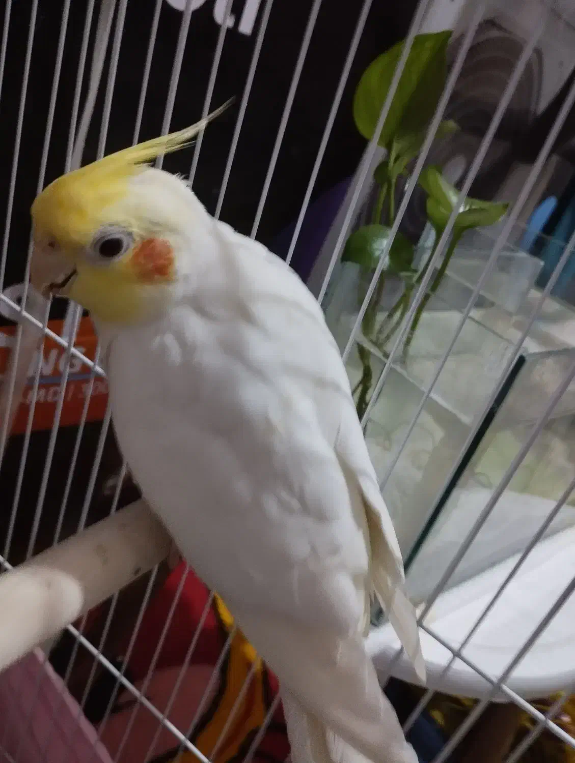 عروس هلندی نر|پرنده|بندر ماهشهر, |دیوار