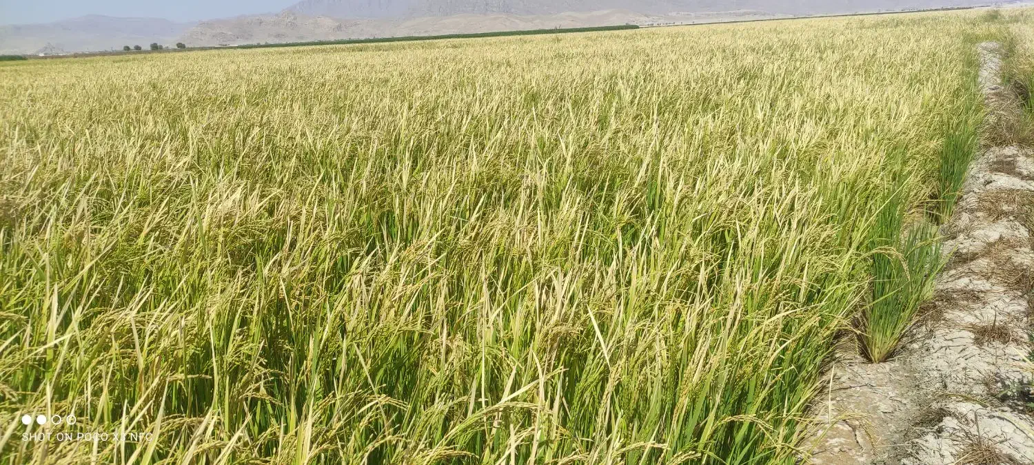 برنج کامفیروز درجه یک به شرط|خوردنی و آشامیدنی|بانش, |دیوار