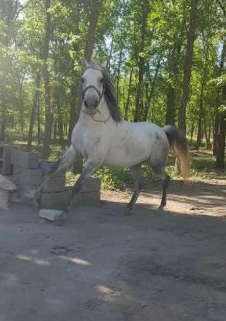 اسب اصیل کورد|اسب و تجهیزات اسبسواری|سقز, |دیوار