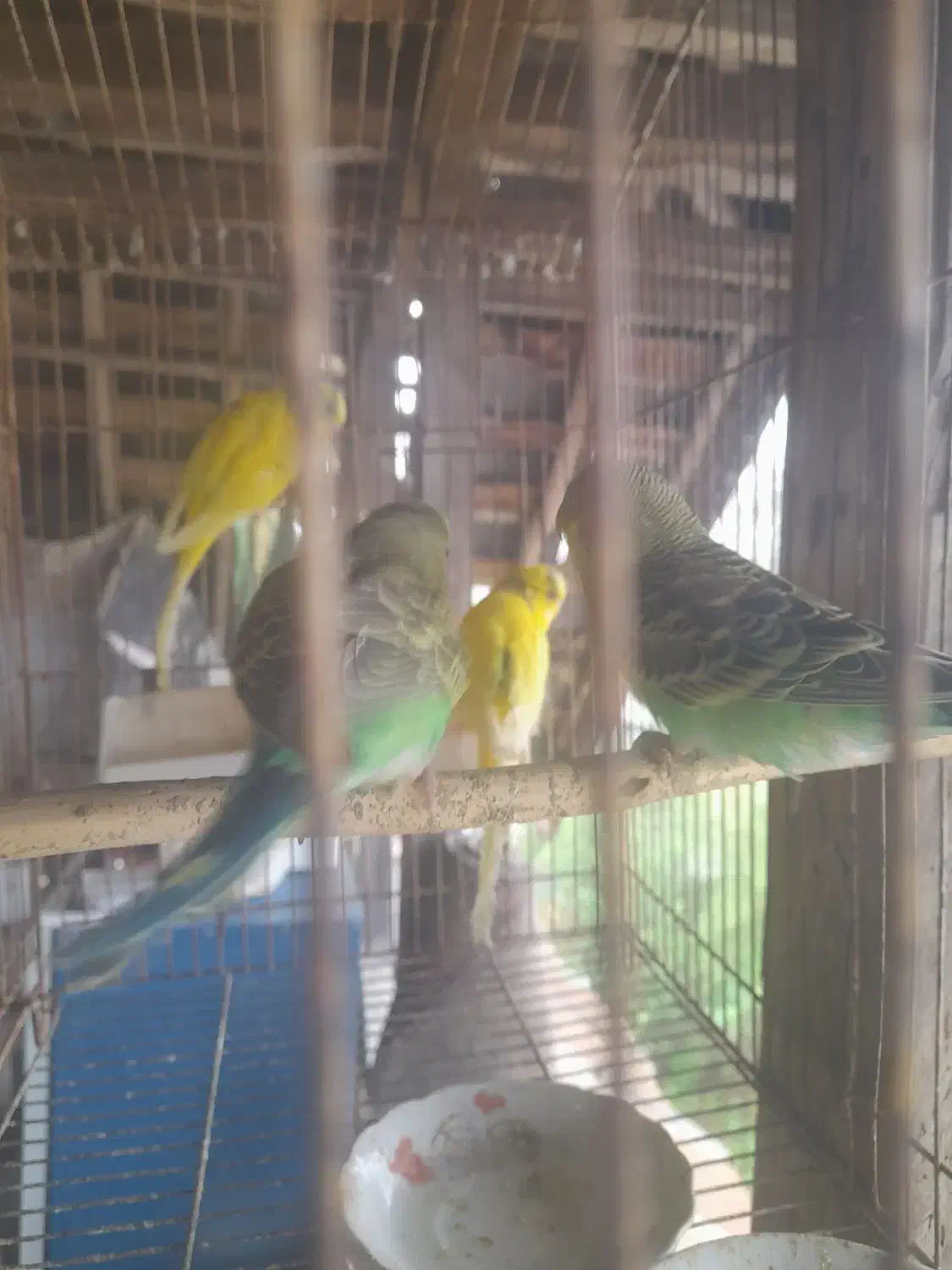 مرغ عشق جوان وبالغ|پرنده|آستانه اشرفیه, |دیوار