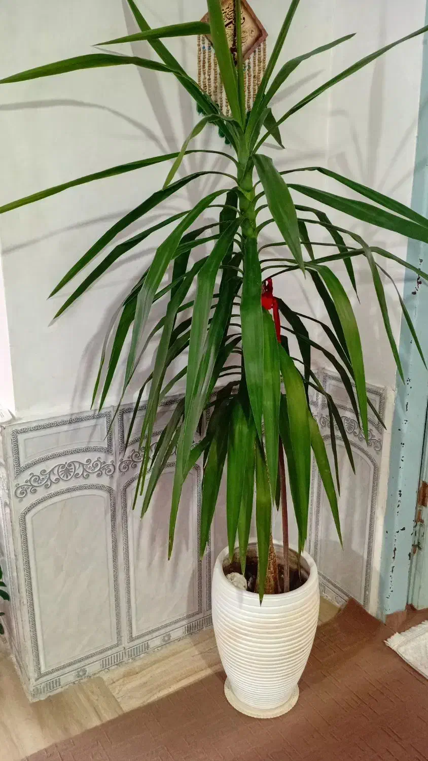 گل یوکا دو متری|گل و گیاه طبیعی|کرمانشاه, |دیوار