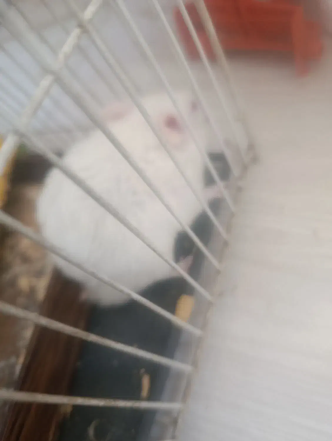 همسترر با ارسال به شهرستان|موش و خرگوش|مشهد, شهید رضوی|دیوار