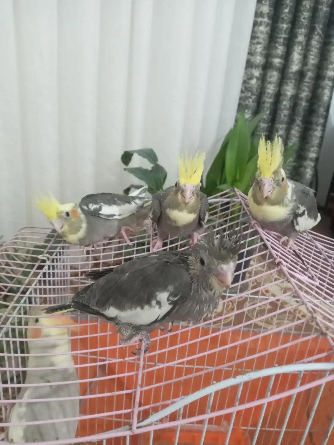 عروس هلندی|پرنده|دابودشت, |دیوار