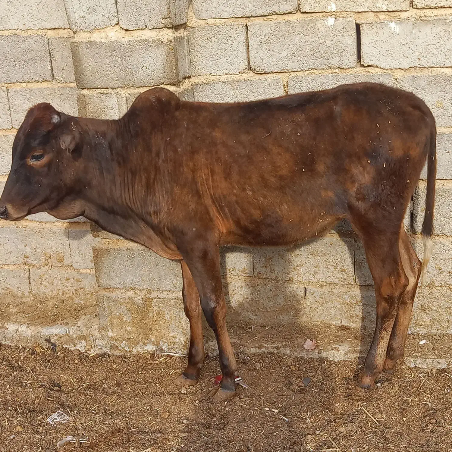 گوساله|حیوانات مزرعه|طسوج, |دیوار