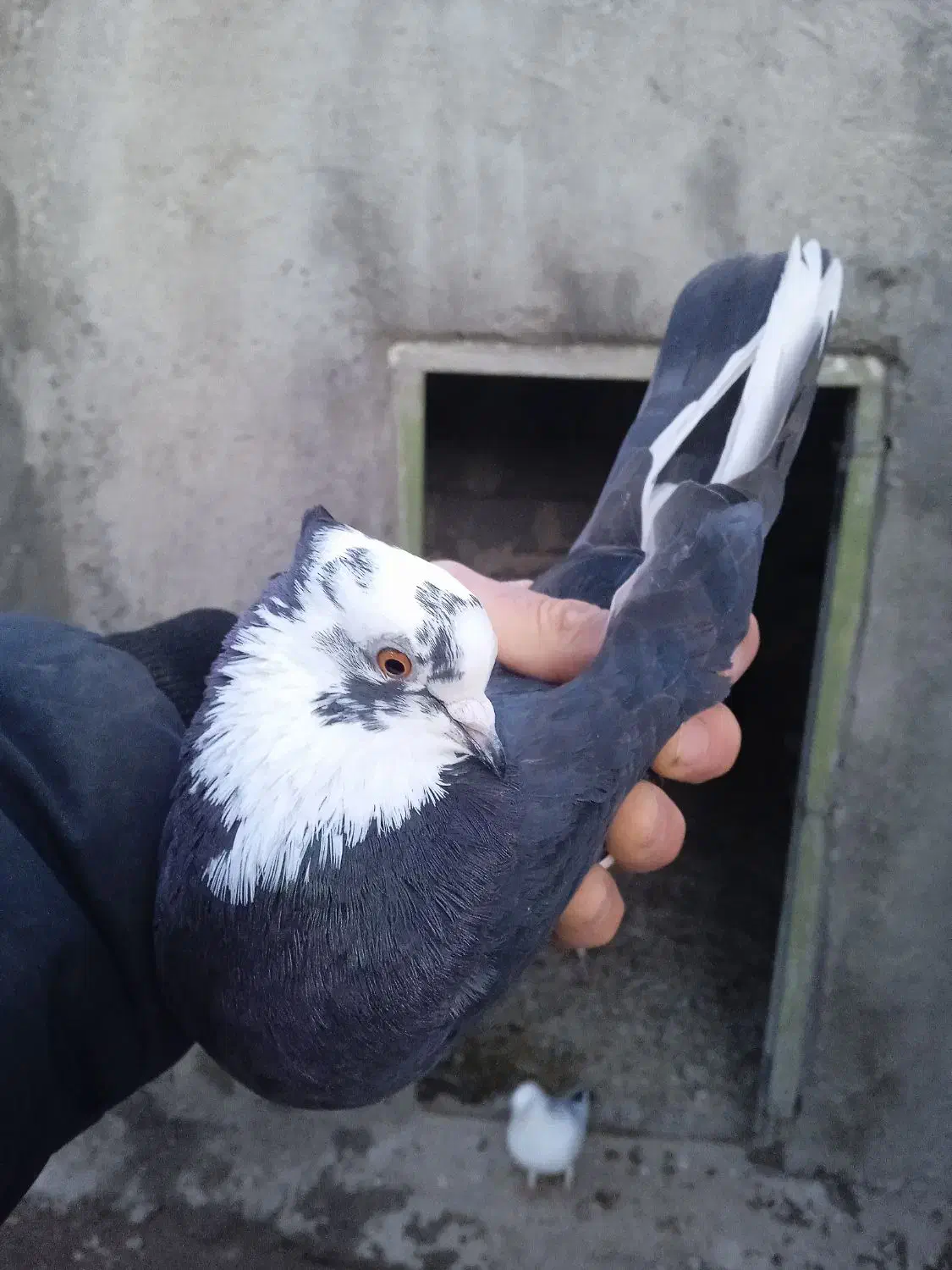 دوبر|پرنده|اردبیل, |دیوار