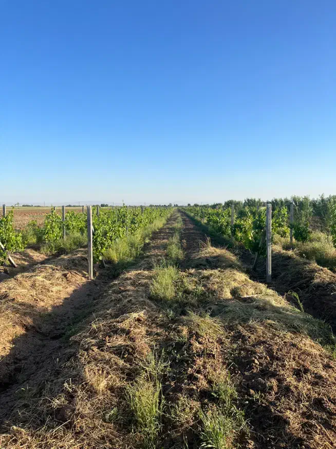 باغ انگور داربستی با سهم آب دائم و سند رسمی|فروش دفتر صنعتی، کشاورزی، تجاری|الوند, |دیوار
