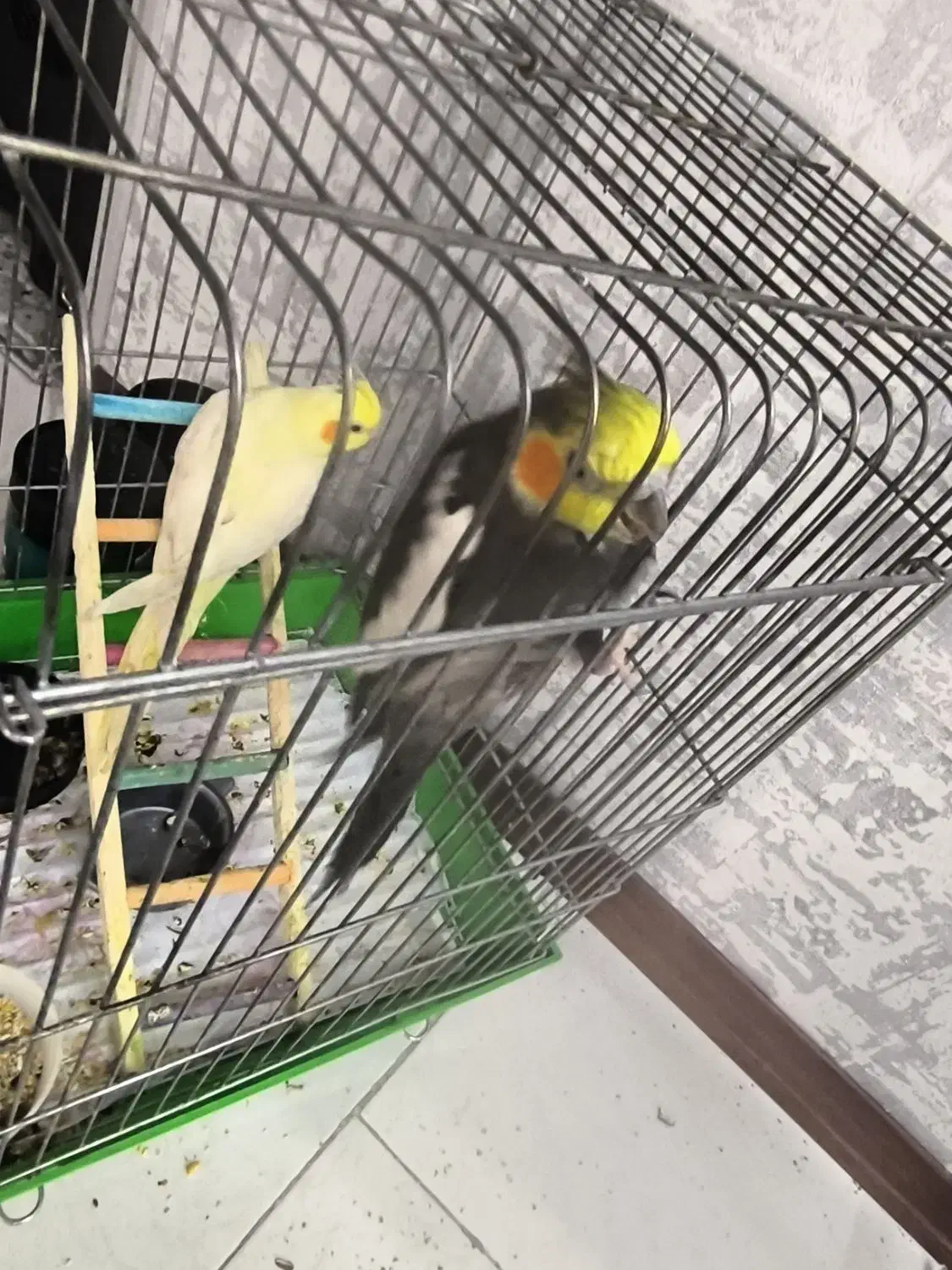 عروس هلندی|پرنده|پردیس, فاز ۸|دیوار