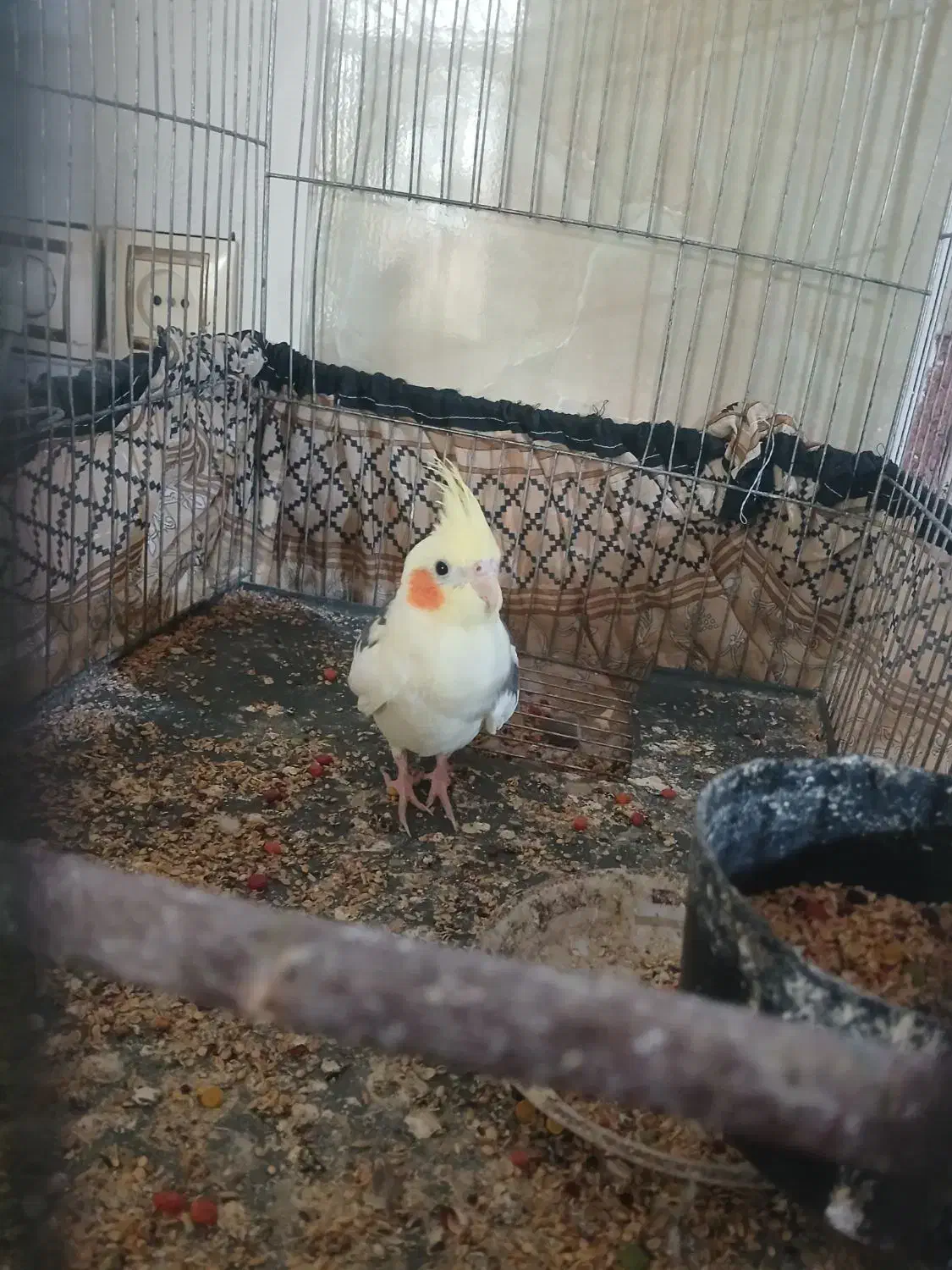 عروس هلندی|پرنده|دشتابی, |دیوار