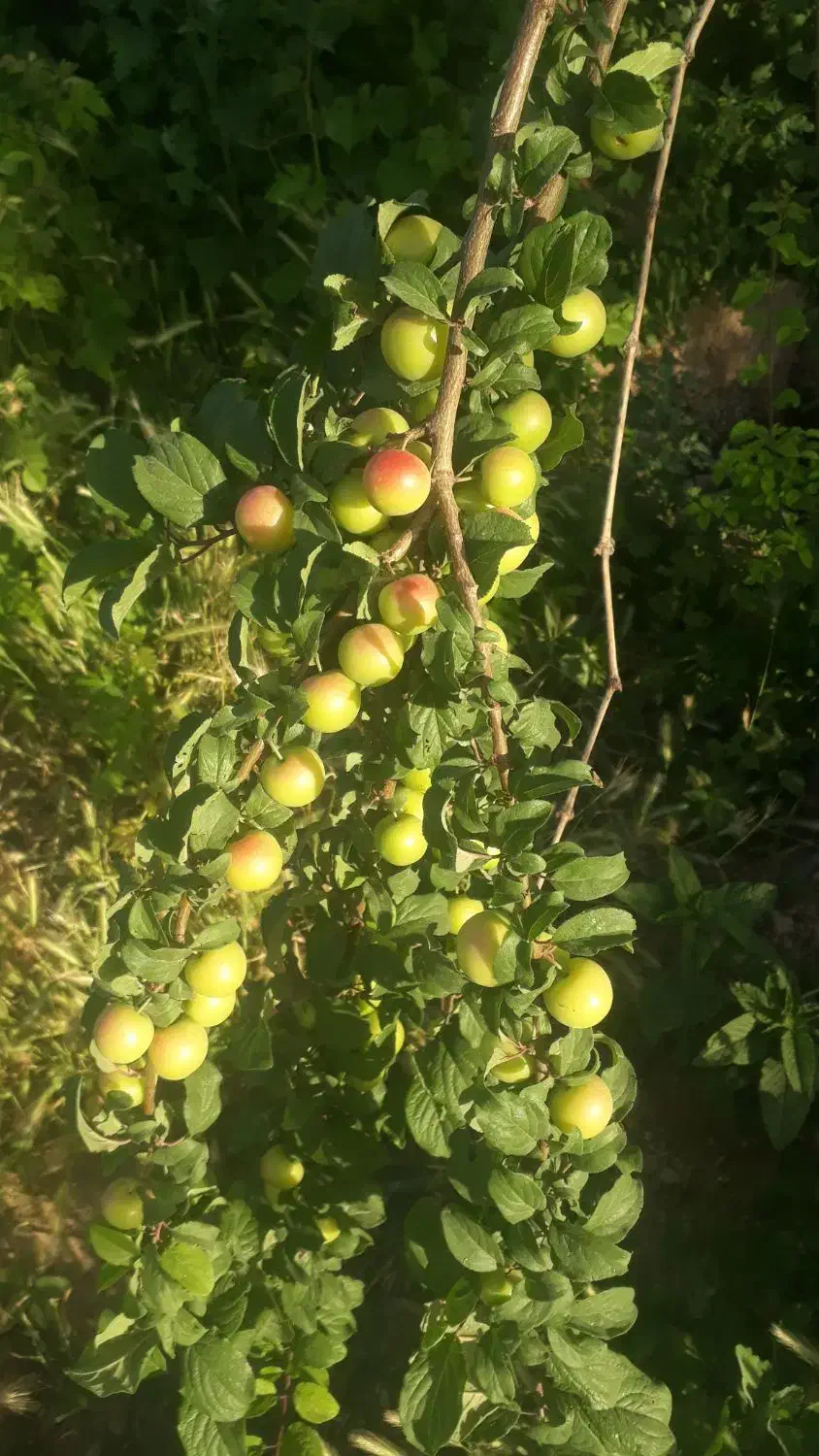 راهنمایی کنید|فعالیت داوطلبانه تحقیقاتی|ری, سرتخت|دیوار