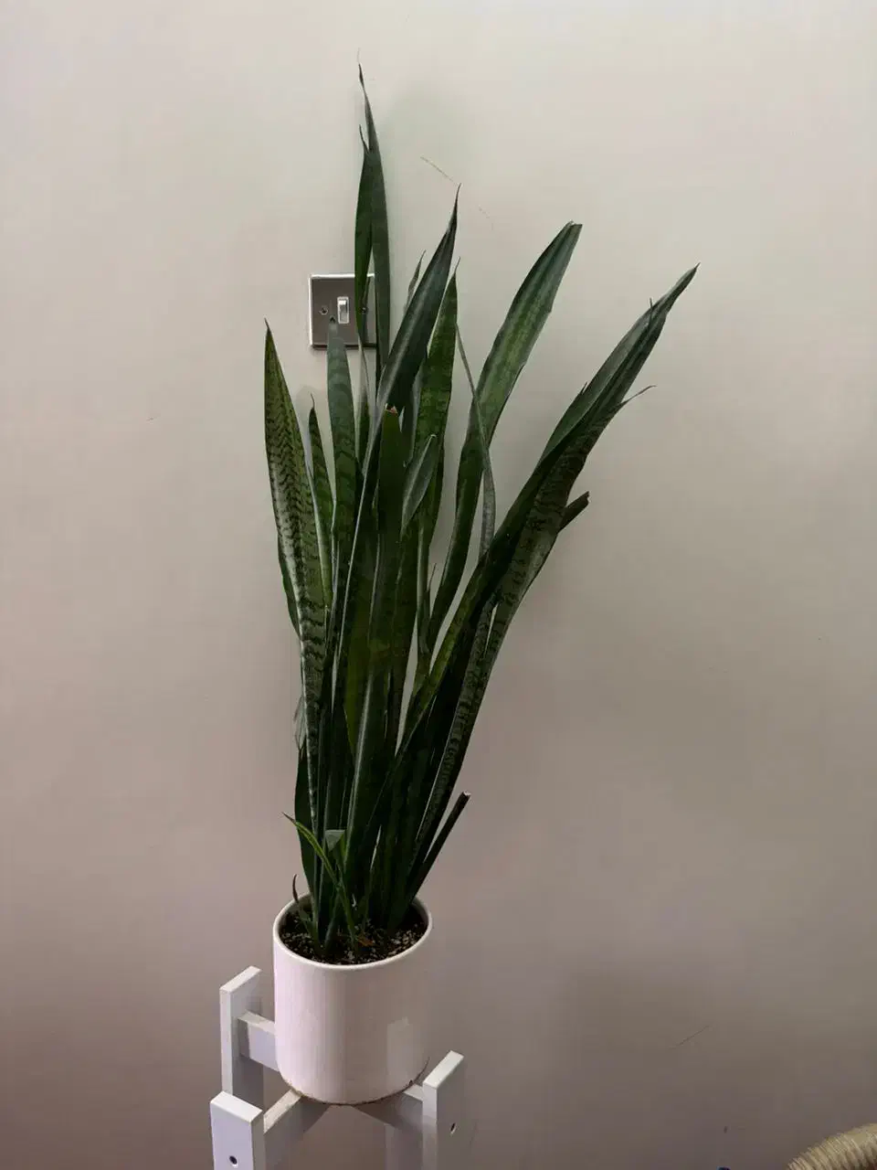 گل طبیعی واپارتمانی|گل و گیاه طبیعی|شیراز, شهرک والفجر|دیوار