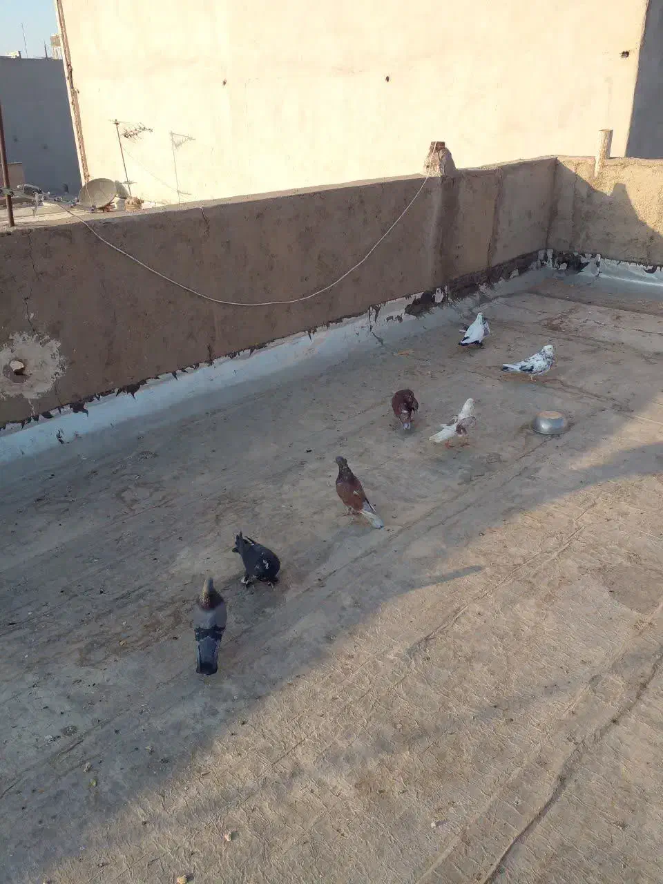 کفتر|پرنده|قم, کیوانفر|دیوار