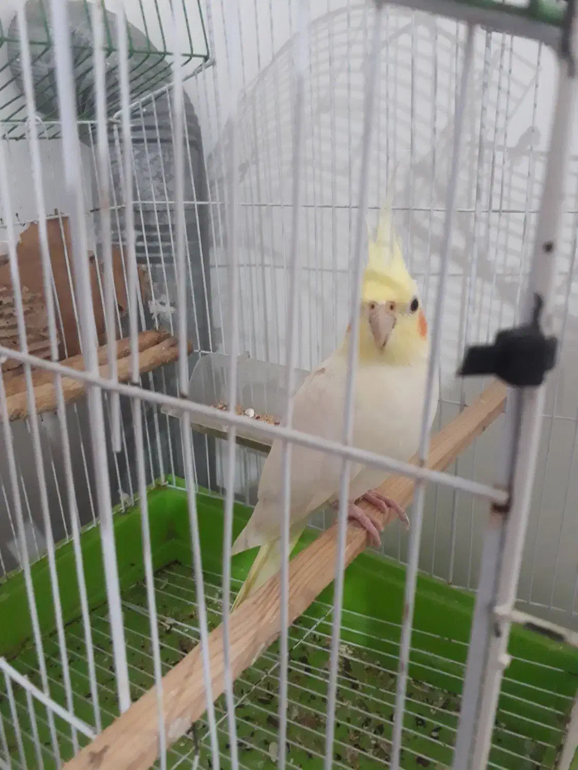 عروس هلندی ماده  زیبا سرحال|پرنده|اطاقور, |دیوار