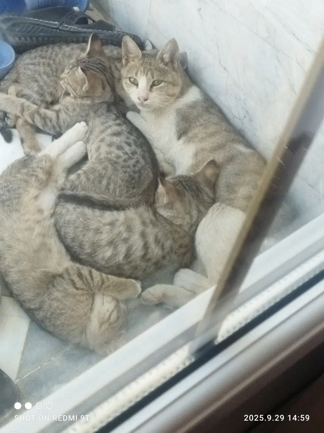 گربه|گربه|خمین, |دیوار