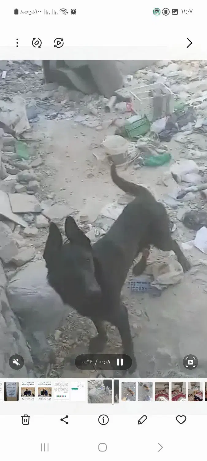 توله سگ ژرمن شپرد نر|سگ|مشهد, خلق آباد سفلی|دیوار