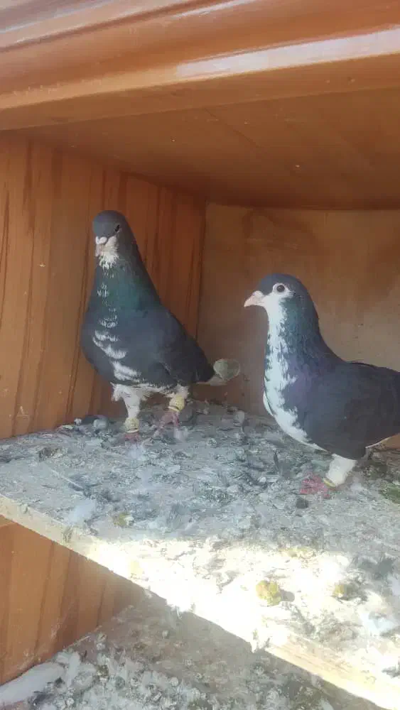 کبوتر|پرنده|شیراز, داریون|دیوار