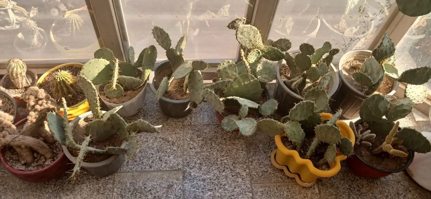 گل کاکتوس|گل و گیاه طبیعی|مشهد, انقلاب|دیوار