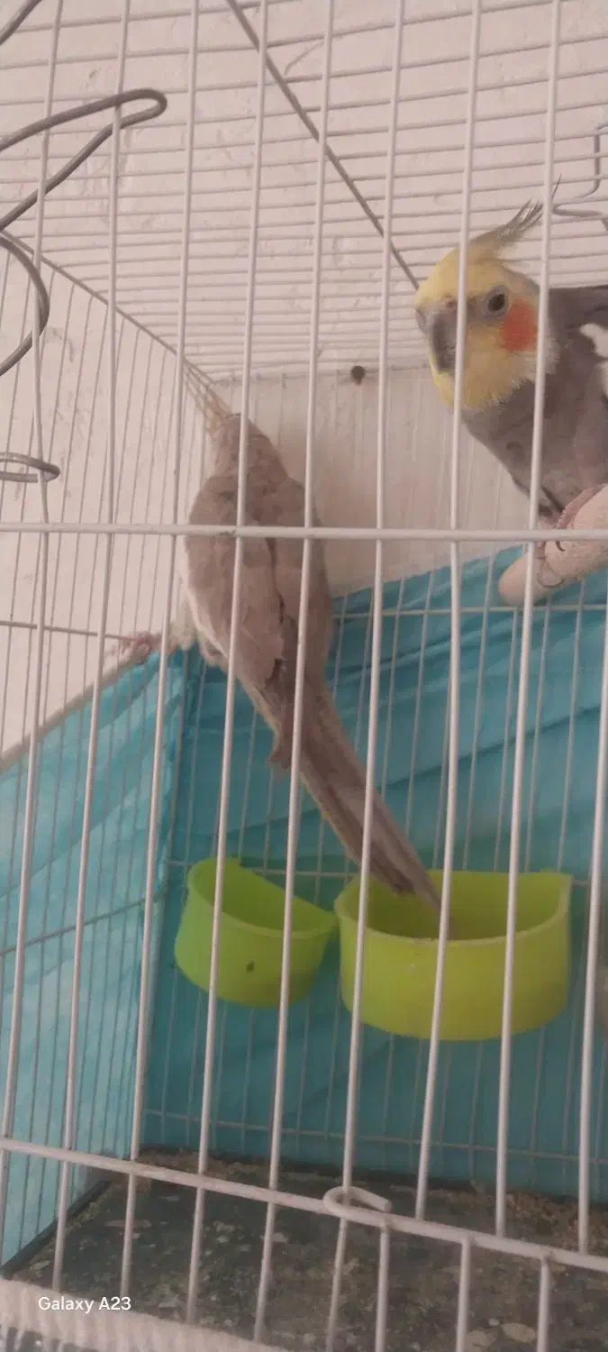 عروس هلندی|پرنده|مشهد, امیرآباد|دیوار