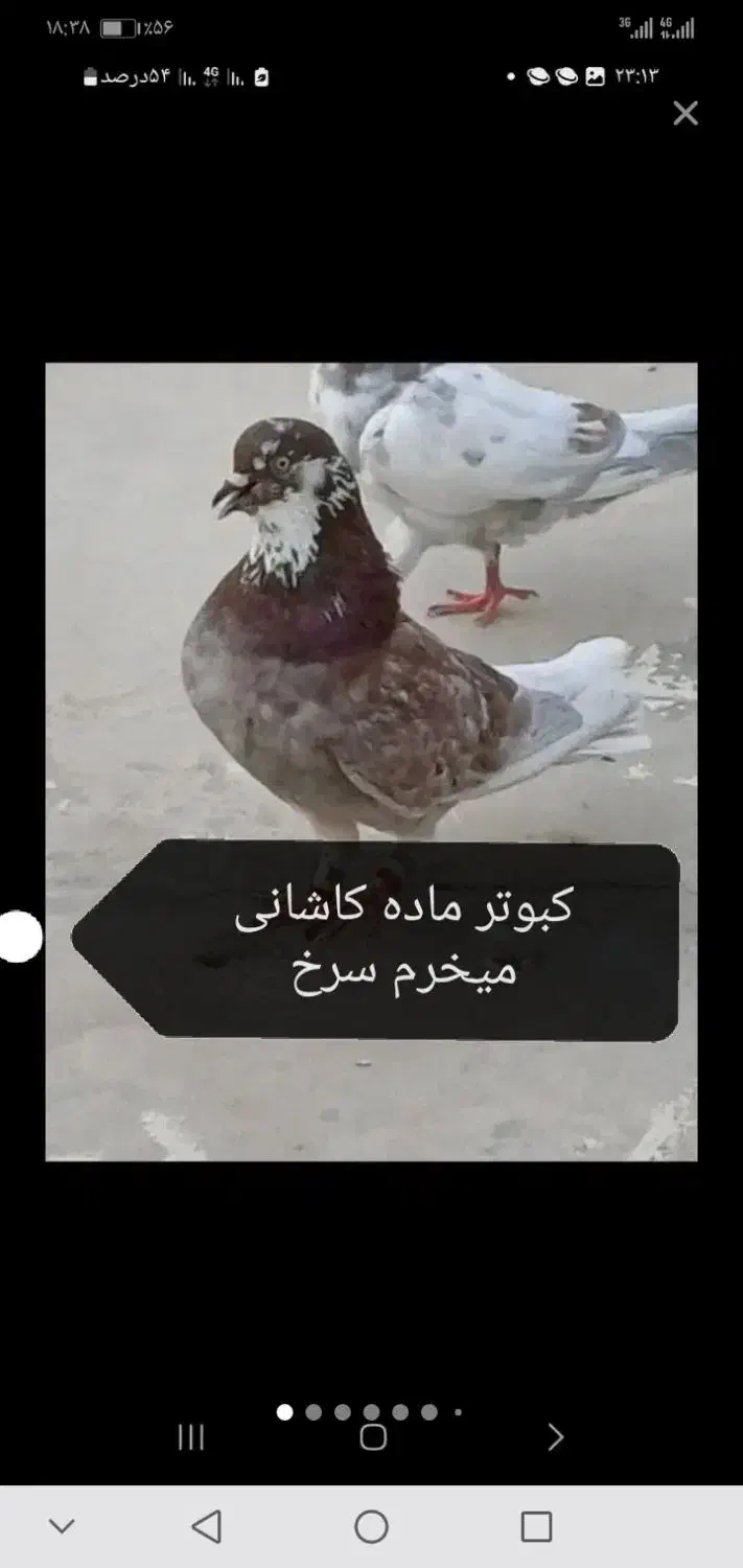 ماده خرم کاشانی|حیوانات|مسجد سلیمان, |دیوار