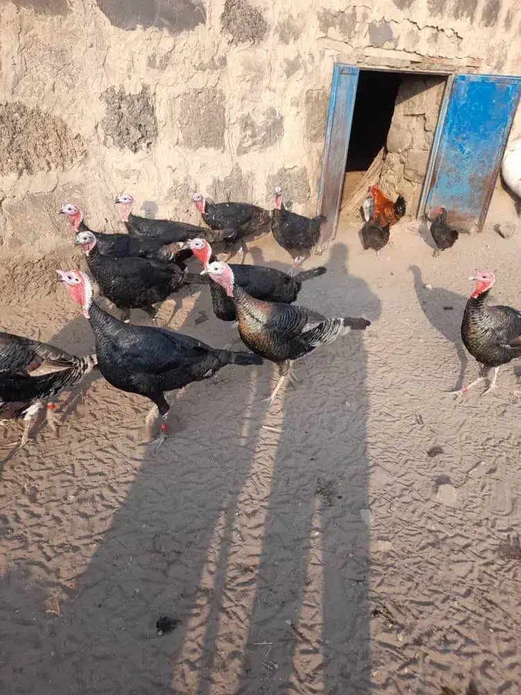 10عدد بوقلمون نر|حیوانات مزرعه|بازرگان, |دیوار