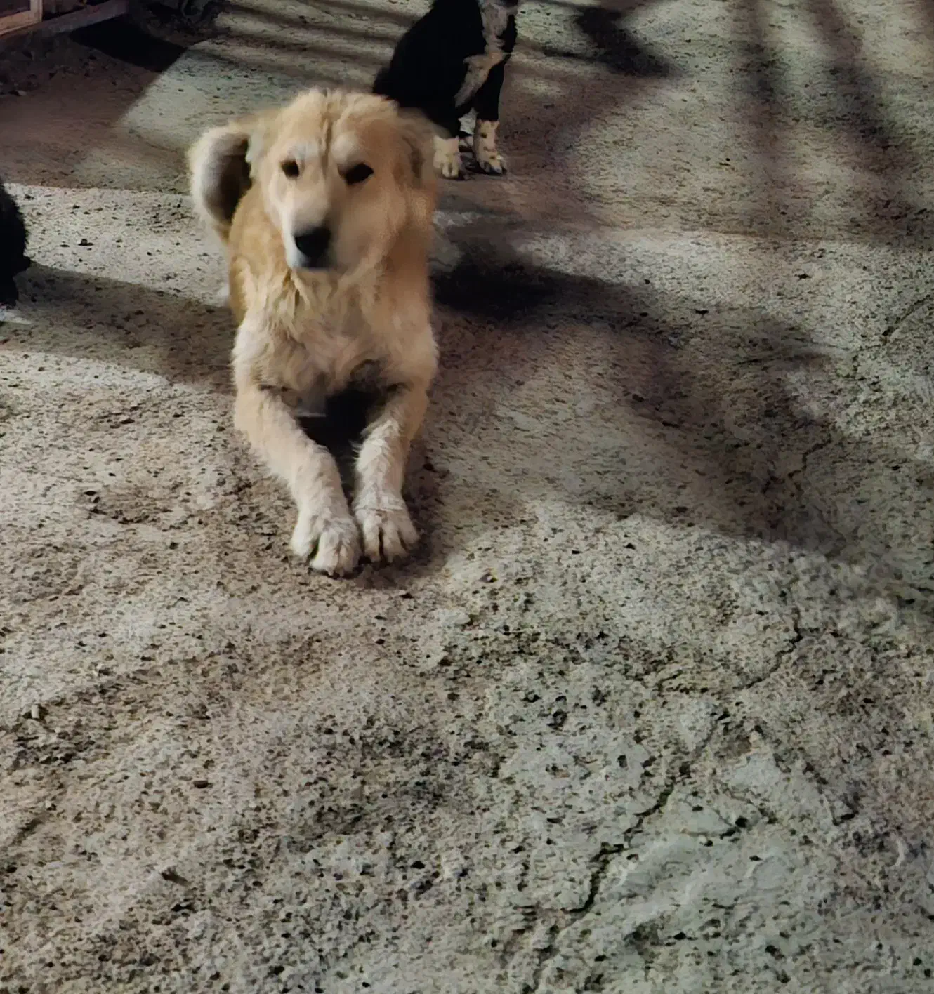 واگذاری سگ|سگ|نجفآباد, حومه نجف آباد|دیوار