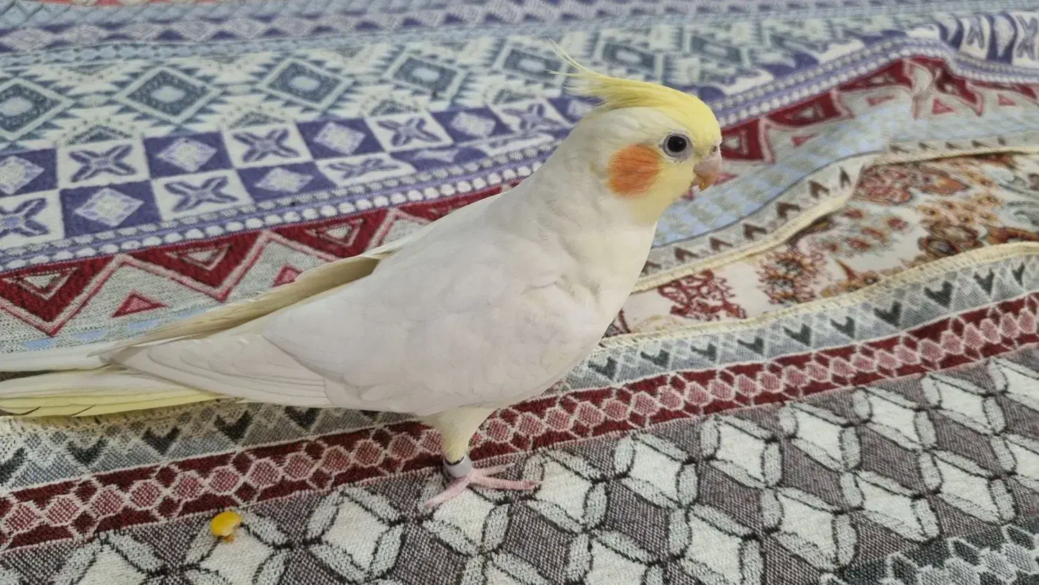 عروس هلندی ماده|پرنده|کاشان, معلم|دیوار