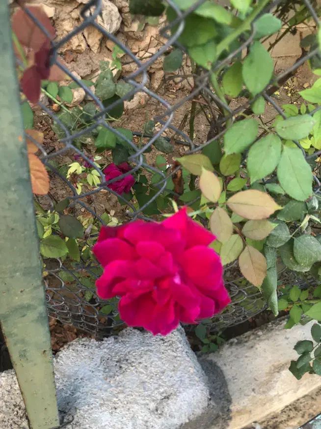 سرویس بازار و مدارس|خدمات حمل و نقل|بهبهان, |دیوار