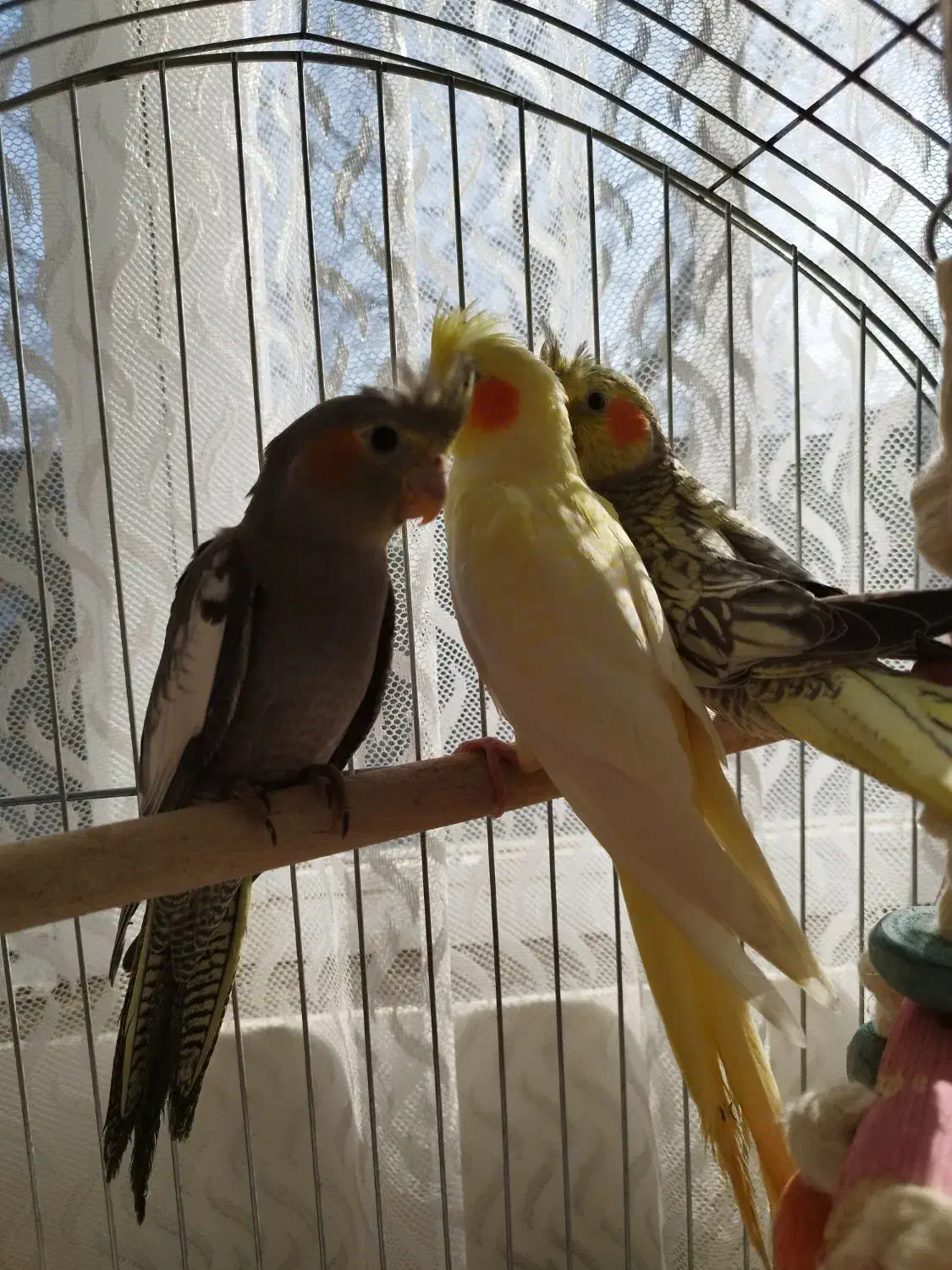 چند عددعروس هلندی لتینو گلباقالی سالم|پرنده|رودسر, |دیوار