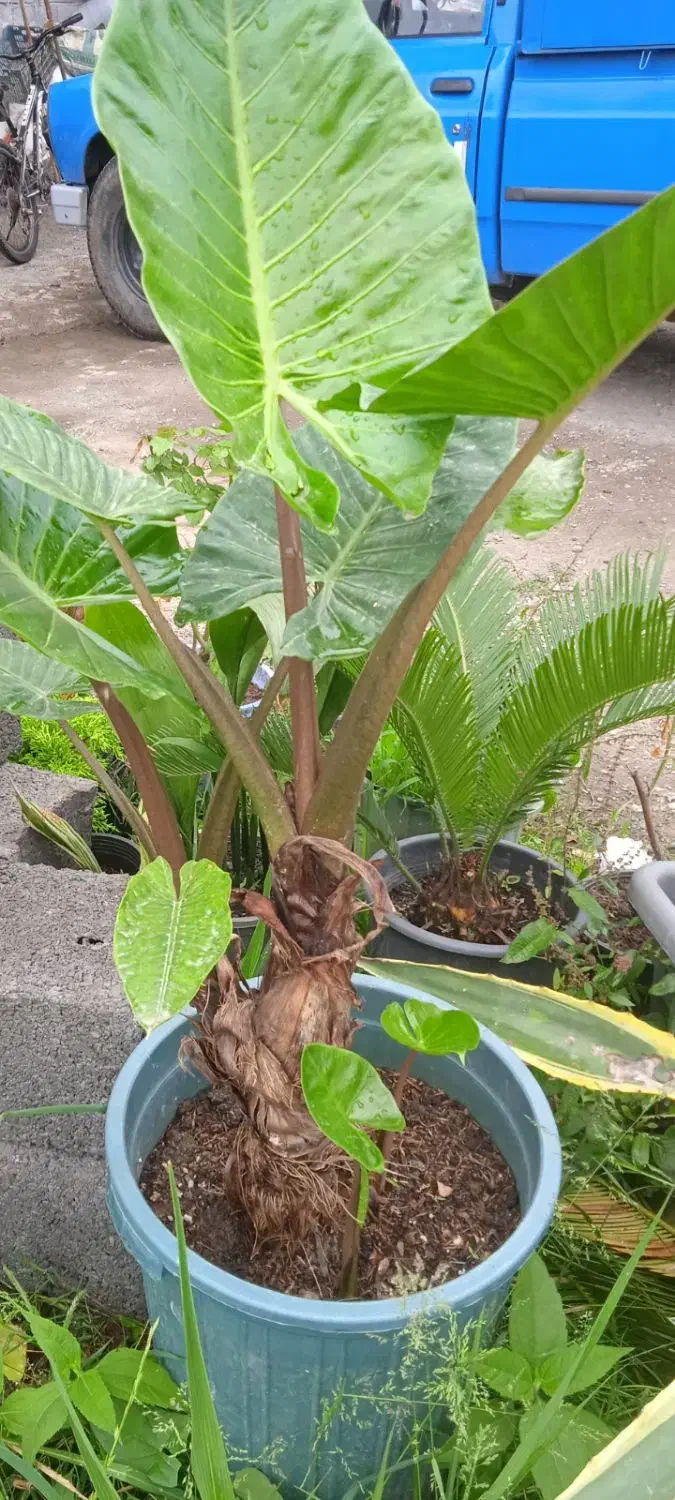 گل با با ادم در حد نو|گل و گیاه طبیعی|رحیم‌آباد, |دیوار