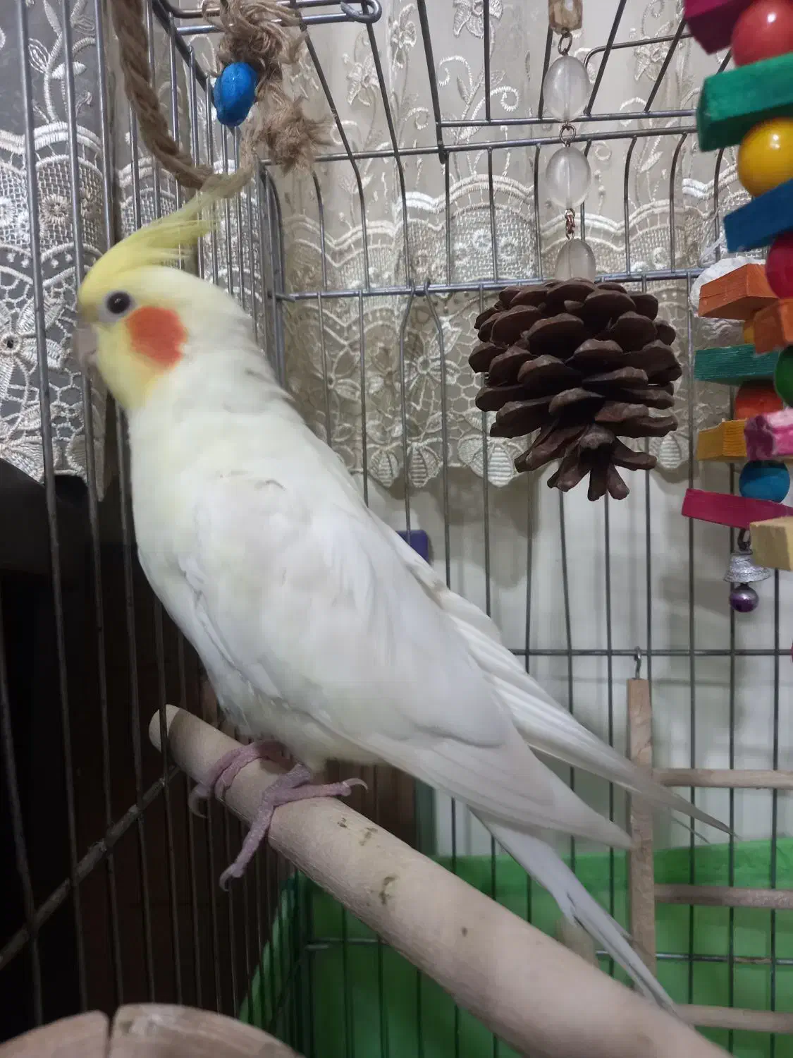 عروس هلندی|پرنده|تهران, شارق|دیوار