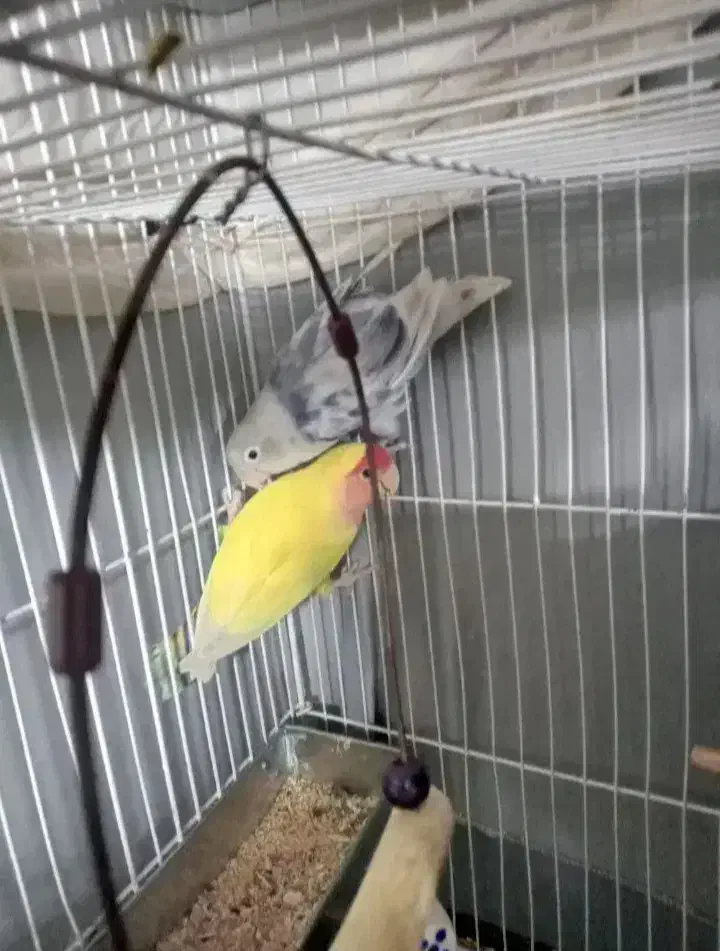 طوطی برزیلی|پرنده|تهران, گلاب دره|دیوار