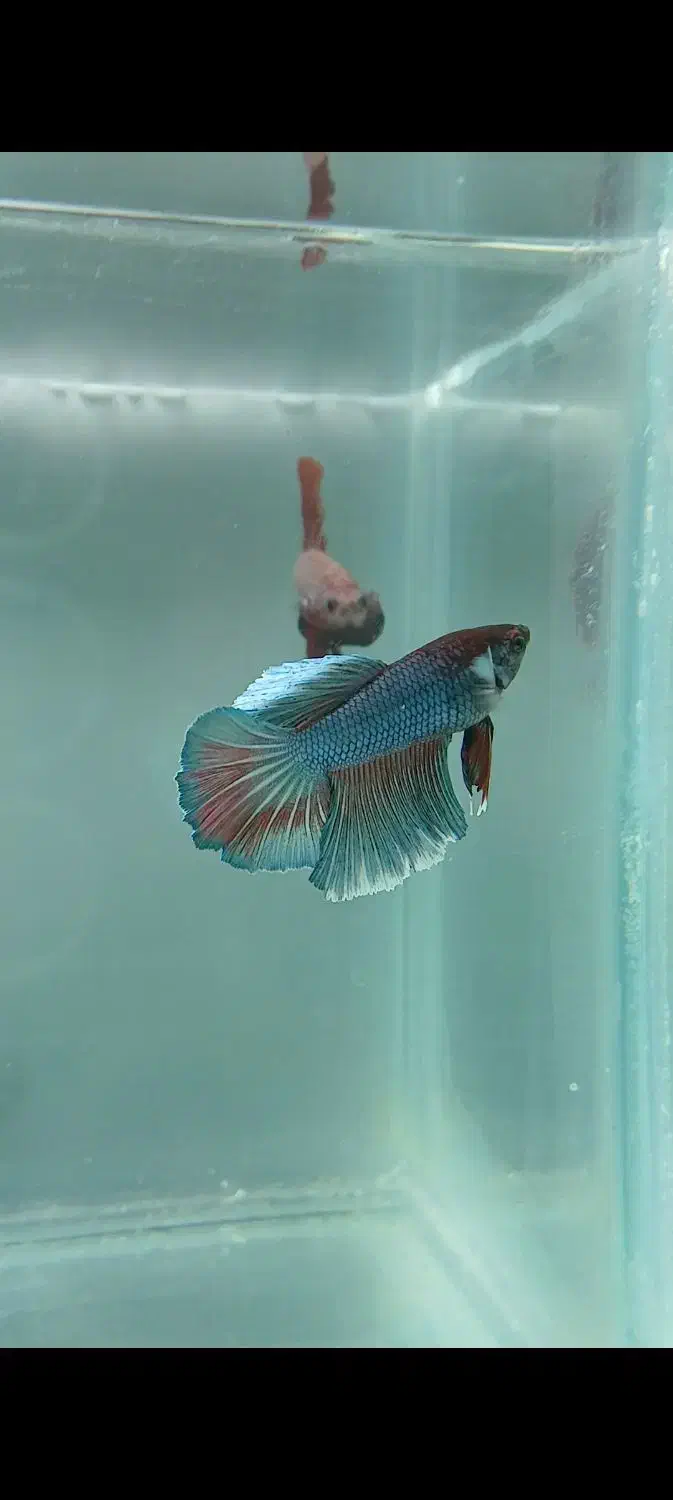 ماهی فایتر|ماهی|تهران, اسکندری|دیوار