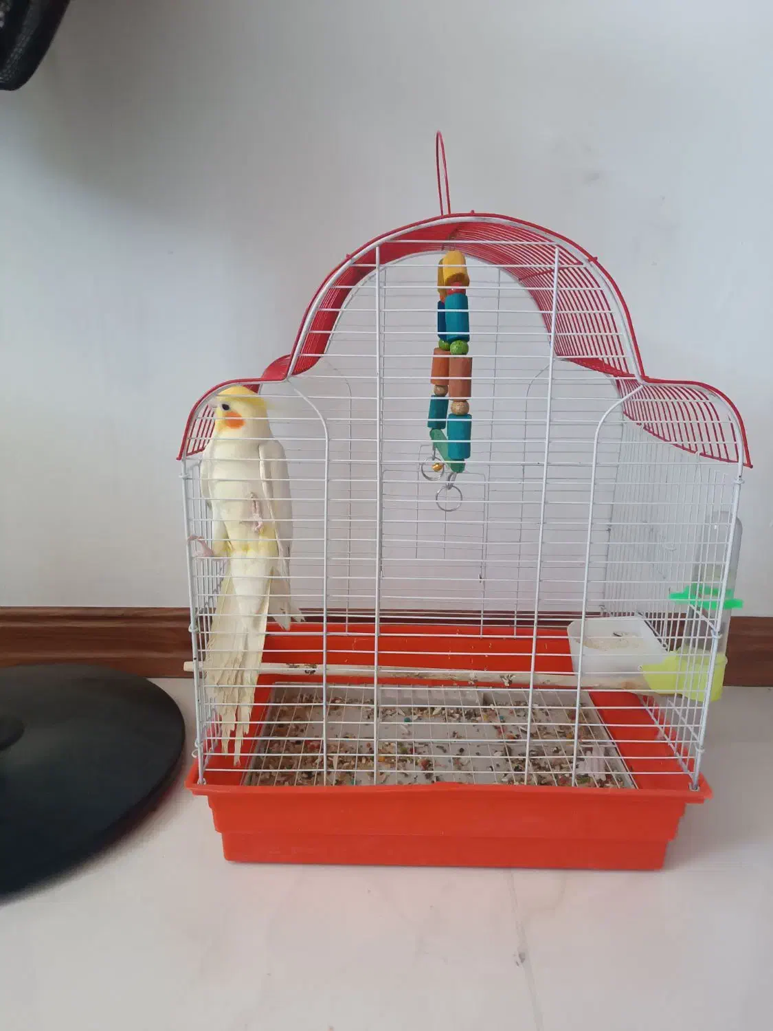 عروس هلندی نر بالغ|پرنده|آزادشهر, |دیوار