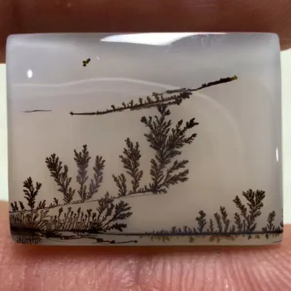 شجر قائن|جواهرات|قم, شهرک امام حسین|دیوار