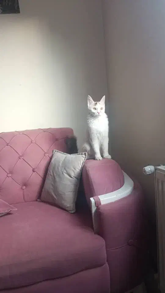 واگذاری گربه بازیگوش|گربه|پردیس, فاز ۱۱|دیوار